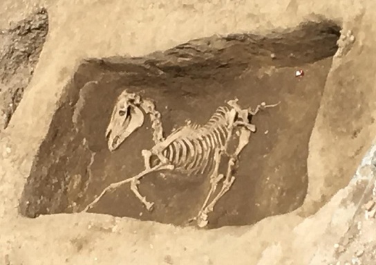 IMG-20190611-WA0000 - Copia